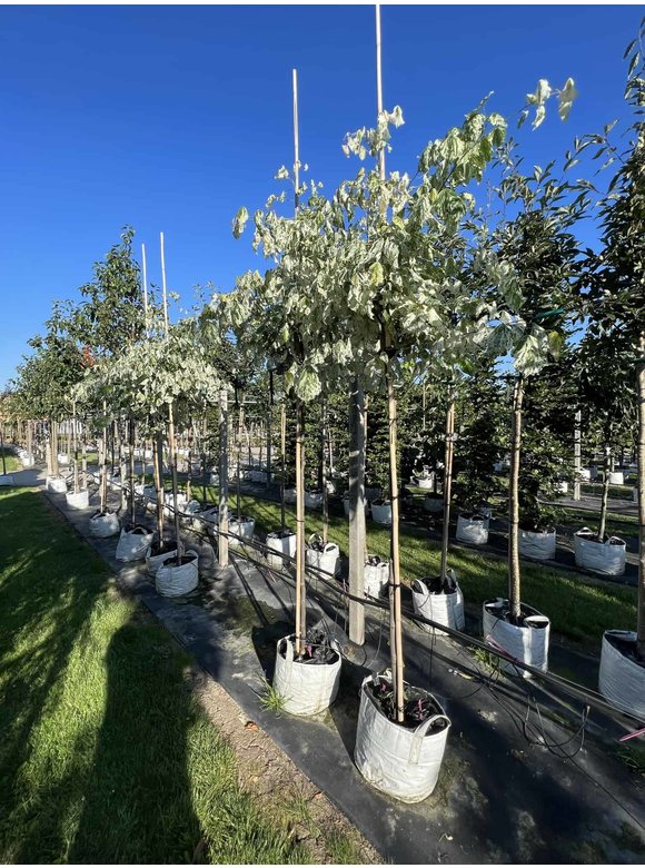 Kanadischer Judasbaum 'Alley Cat' | Cercis canadensis 'Alley Cat' Kanadischer Judasbaum 'Alley Cat' | Cercis canadensis 'Alley Cat'