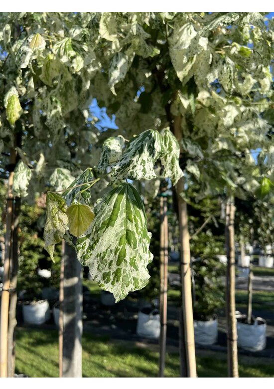 Kanadischer Judasbaum 'Alley Cat' | Cercis canadensis 'Alley Cat'
