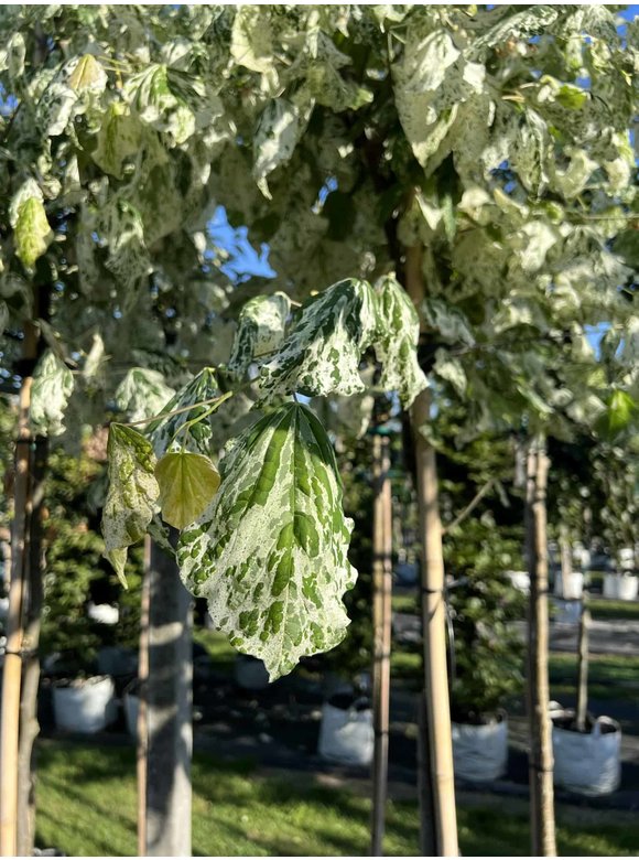 Kanadischer Judasbaum 'Alley Cat' | Cercis canadensis 'Alley Cat' Kanadischer Judasbaum 'Alley Cat' | Cercis canadensis 'Alley Cat'