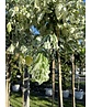 Kanadischer Judasbaum 'Alley Cat' | Cercis canadensis 'Alley Cat' Kanadischer Judasbaum 'Alley Cat' | Cercis canadensis 'Alley Cat'