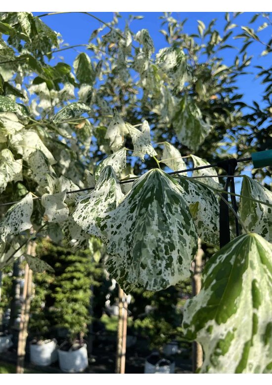 Kanadischer Judasbaum 'Alley Cat' | Cercis canadensis 'Alley Cat'