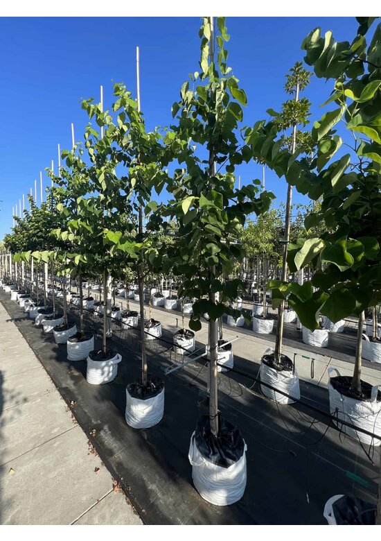 Kanadischer Judasbaum 'Royal White' | Cercis canadensis 'Royal White'