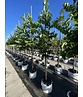 Kanadischer Judasbaum 'Royal White' | Cercis canadensis 'Royal White'