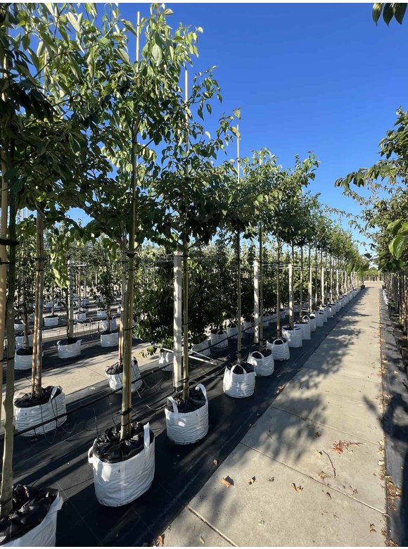 Hoher Etagen-Hartriegel - Pagoden-Hartriegel | Cornus controversa Hoher Etagen-Hartriegel - Pagoden-Hartriegel | Cornus controversa