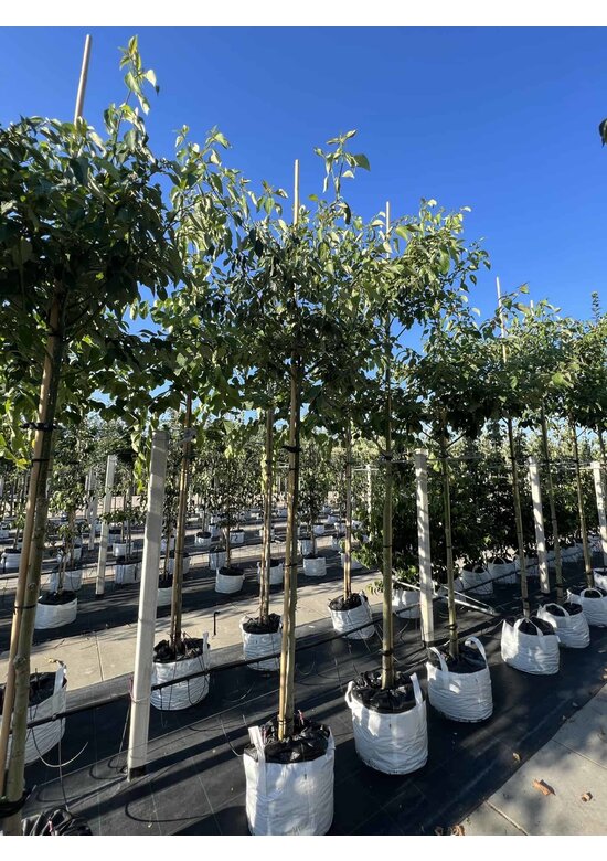 Hoher Etagen-Hartriegel - Pagoden-Hartriegel | Cornus controversa