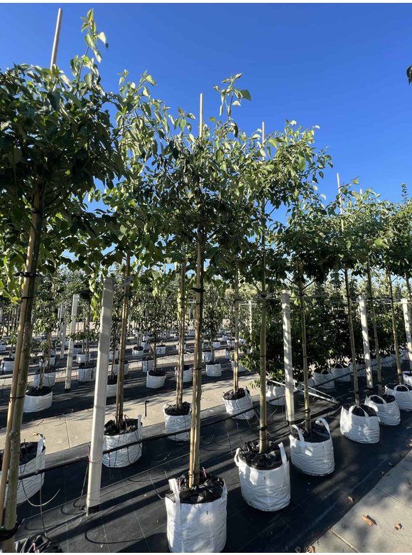 Hoher Etagen-Hartriegel - Pagoden-Hartriegel | Cornus controversa Hoher Etagen-Hartriegel - Pagoden-Hartriegel | Cornus controversa