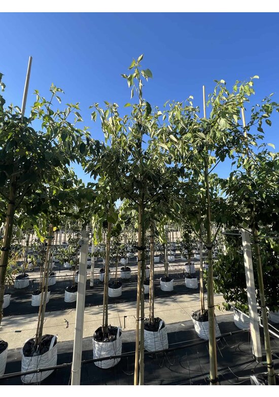 Hoher Etagen-Hartriegel - Pagoden-Hartriegel | Cornus controversa