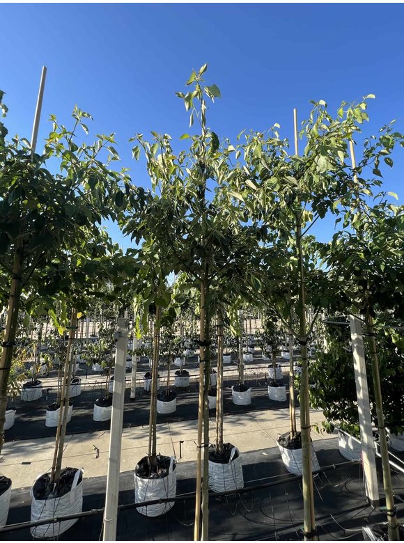 Hoher Etagen-Hartriegel - Pagoden-Hartriegel | Cornus controversa Hoher Etagen-Hartriegel - Pagoden-Hartriegel | Cornus controversa