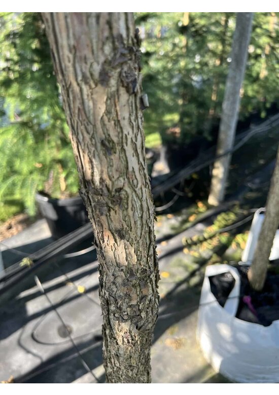 Schwarze Walnuss | Juglans nigra