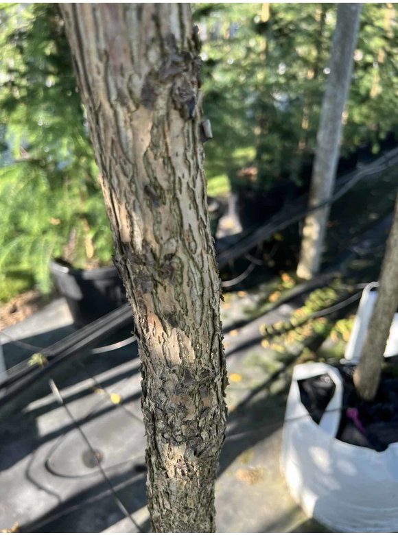 Schwarze Walnuss | Juglans nigra Schwarze Walnuss | Juglans nigra