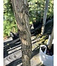 Schwarze Walnuss | Juglans nigra Schwarze Walnuss | Juglans nigra