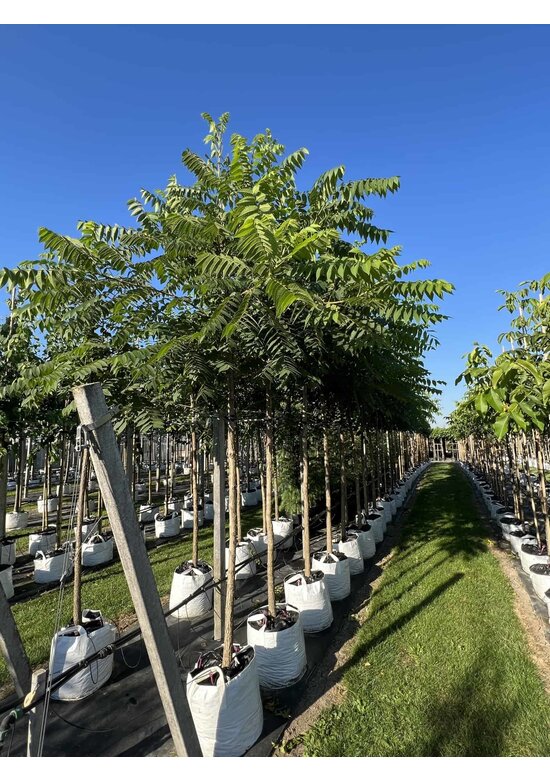 Schwarze Walnuss | Juglans nigra