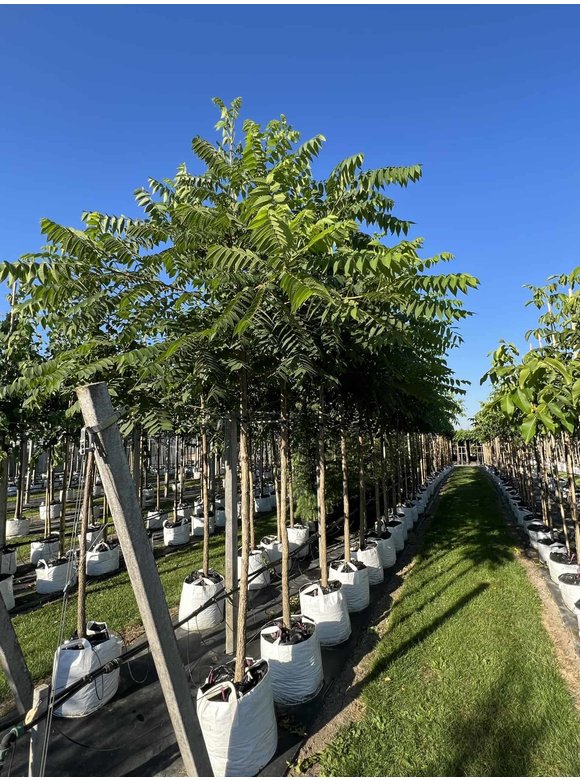 Schwarze Walnuss | Juglans nigra Schwarze Walnuss | Juglans nigra