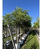 Schwarze Walnuss | Juglans nigra Schwarze Walnuss | Juglans nigra