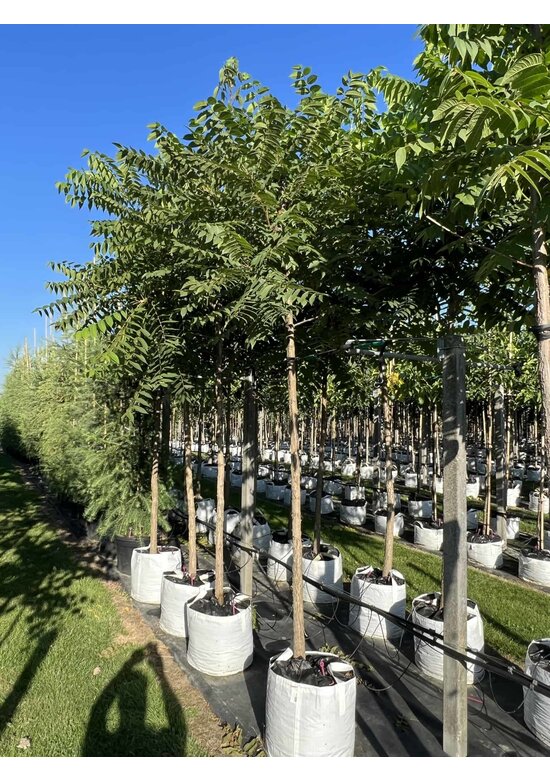 Schwarze Walnuss | Juglans nigra