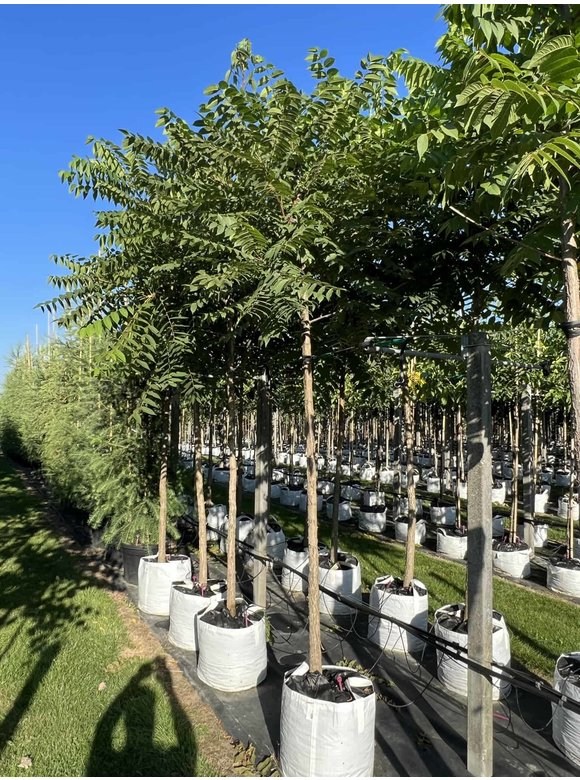 Schwarze Walnuss | Juglans nigra Schwarze Walnuss | Juglans nigra
