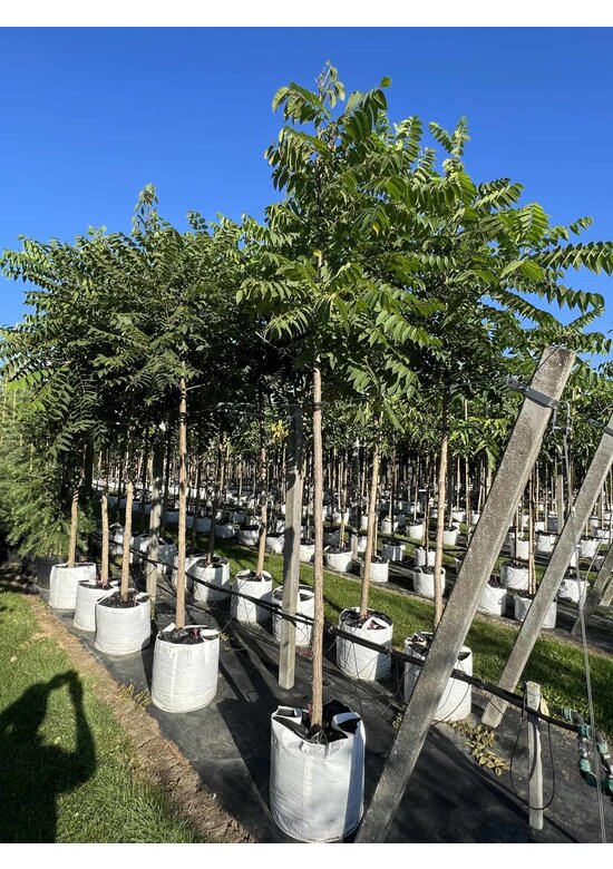 Schwarze Walnuss | Juglans nigra