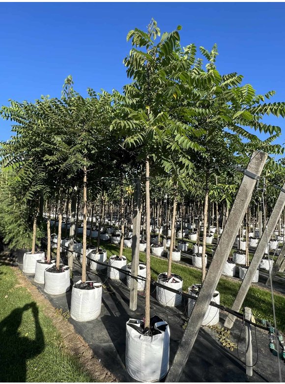 Schwarze Walnuss | Juglans nigra Schwarze Walnuss | Juglans nigra