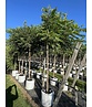 Schwarze Walnuss | Juglans nigra Schwarze Walnuss | Juglans nigra