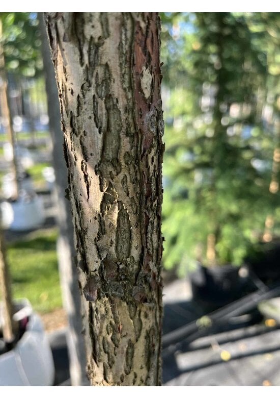 Schwarze Walnuss | Juglans nigra