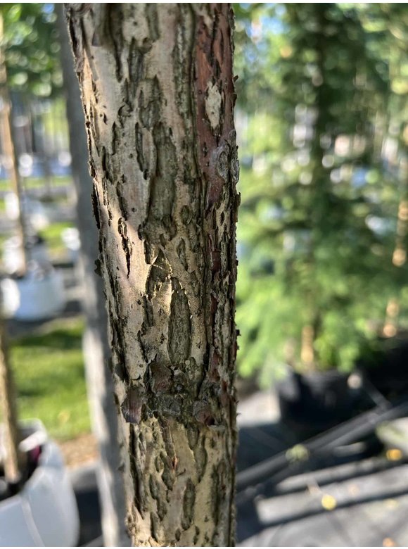 Schwarze Walnuss | Juglans nigra Schwarze Walnuss | Juglans nigra