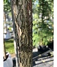 Schwarze Walnuss | Juglans nigra Schwarze Walnuss | Juglans nigra