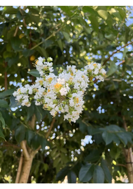 Krepp-Myrte - Kräuselmyrte 'Natchez' | Lagerstroemia indica 'Natchez'
