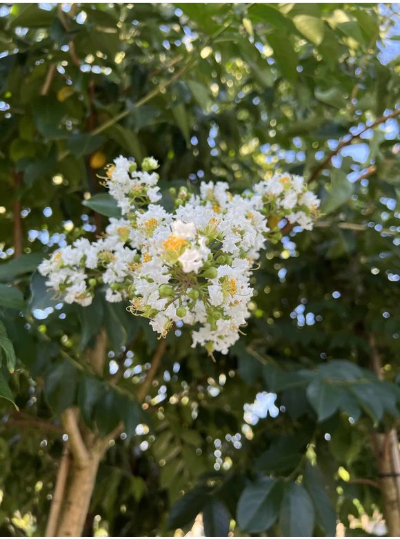 Krepp-Myrte - Kräuselmyrte 'Natchez' | Lagerstroemia indica 'Natchez' Krepp-Myrte - Kräuselmyrte 'Natchez' | Lagerstroemia indica 'Natchez'