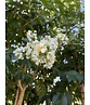 Krepp-Myrte - Kräuselmyrte 'Natchez' | Lagerstroemia indica 'Natchez'