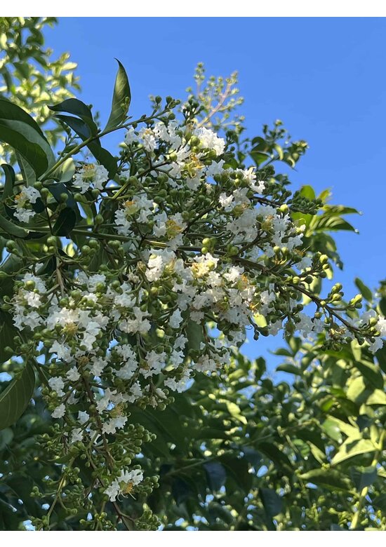 Krepp-Myrte - Kräuselmyrte 'Natchez' | Lagerstroemia indica 'Natchez'