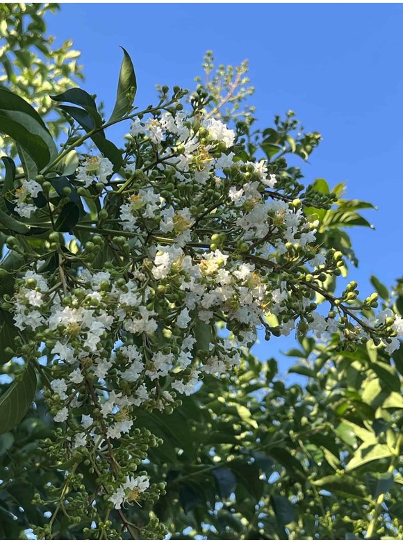 Krepp-Myrte - Kräuselmyrte 'Natchez' | Lagerstroemia indica 'Natchez' Krepp-Myrte - Kräuselmyrte 'Natchez' | Lagerstroemia indica 'Natchez'