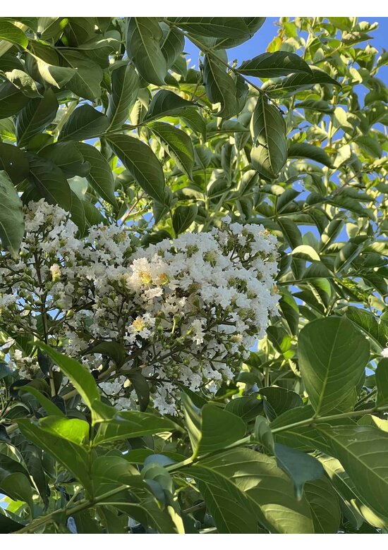 Krepp-Myrte - Kräuselmyrte 'Natchez' | Lagerstroemia indica 'Natchez'