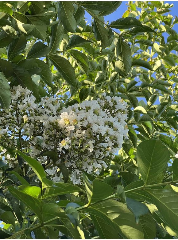 Krepp-Myrte - Kräuselmyrte 'Natchez' | Lagerstroemia indica 'Natchez' Krepp-Myrte - Kräuselmyrte 'Natchez' | Lagerstroemia indica 'Natchez'