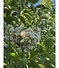 Krepp-Myrte - Kräuselmyrte 'Natchez' | Lagerstroemia indica 'Natchez'