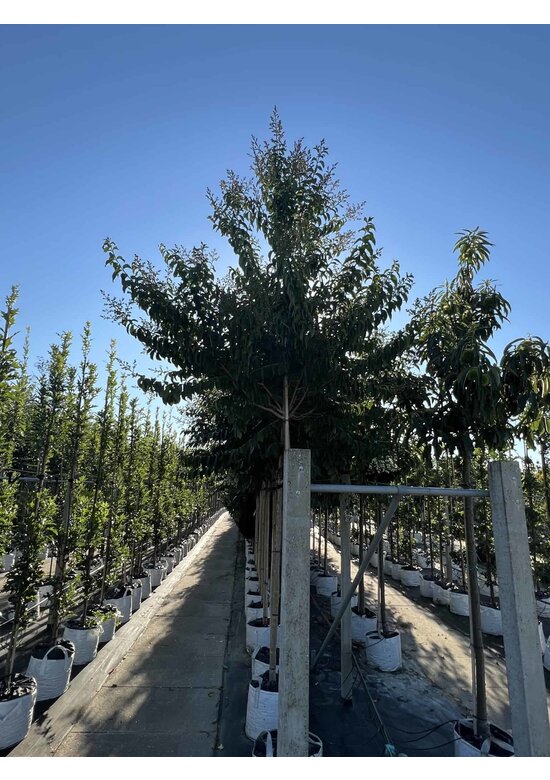 Krepp-Myrte - Kräuselmyrte 'Natchez' | Lagerstroemia indica 'Natchez'