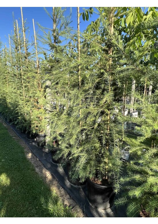 Europäische Lärche | Larix decidua