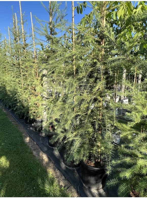 Europäische Lärche | Larix decidua Europäische Lärche | Larix decidua