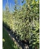 Europäische Lärche | Larix decidua