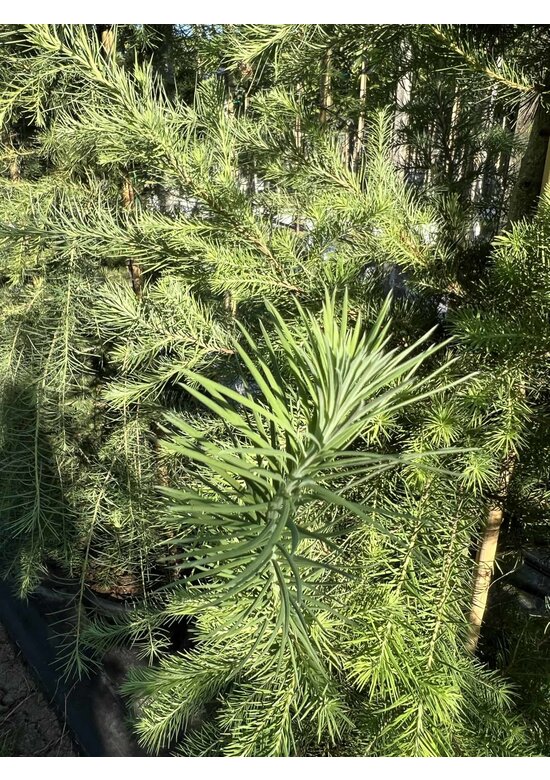 Europäische Lärche | Larix decidua