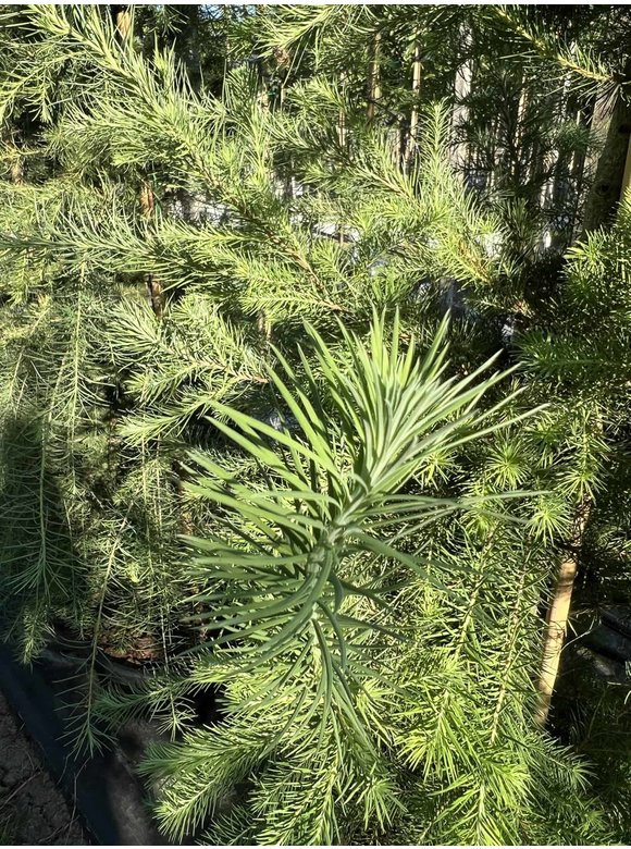 Europäische Lärche | Larix decidua Europäische Lärche | Larix decidua