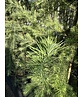Europäische Lärche | Larix decidua