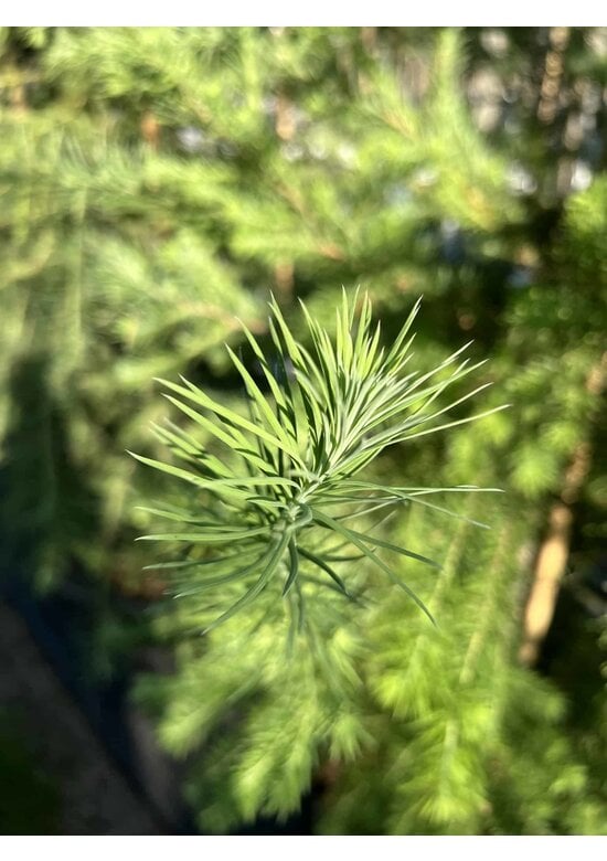 Europäische Lärche | Larix decidua