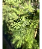 Europäische Lärche | Larix decidua