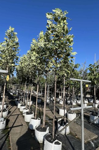 Bunter Tulpenbaum 'Snowbird' | Liriodendron tulipifera 'Snowbird'