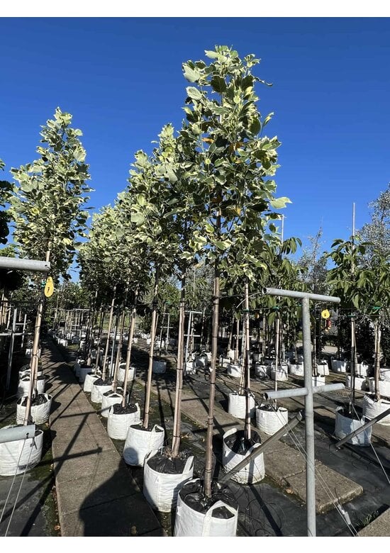 Bunter Tulpenbaum 'Snowbird' | Liriodendron tulipifera 'Snowbird'