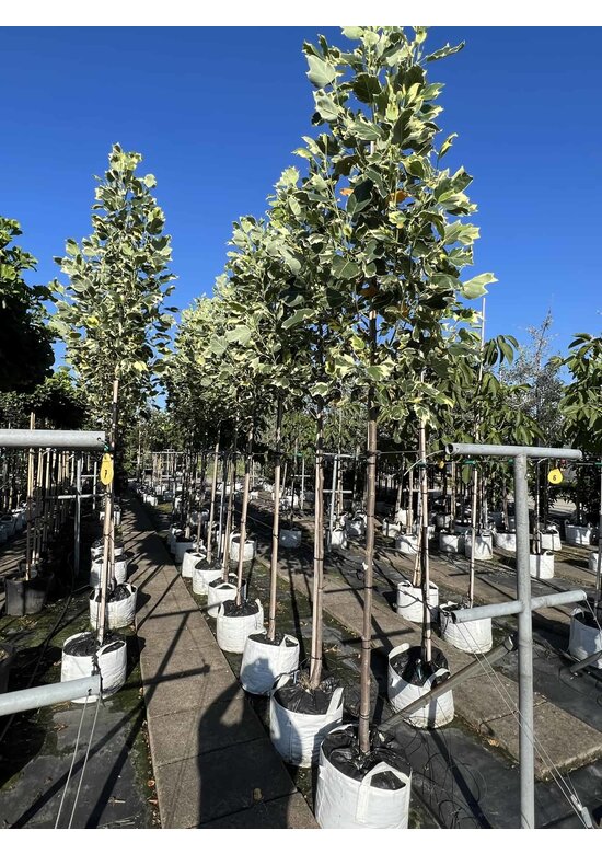 Bunter Tulpenbaum 'Snowbird' | Liriodendron tulipifera 'Snowbird'