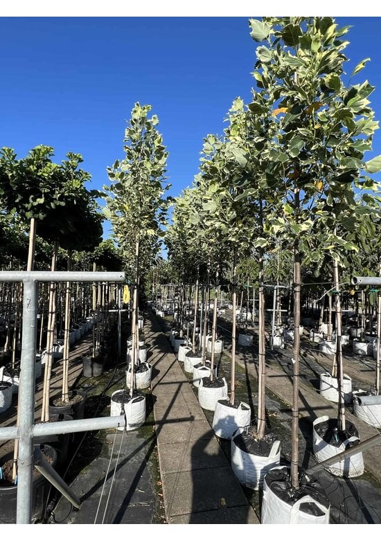 Bunter Tulpenbaum 'Snowbird' | Liriodendron tulipifera 'Snowbird'