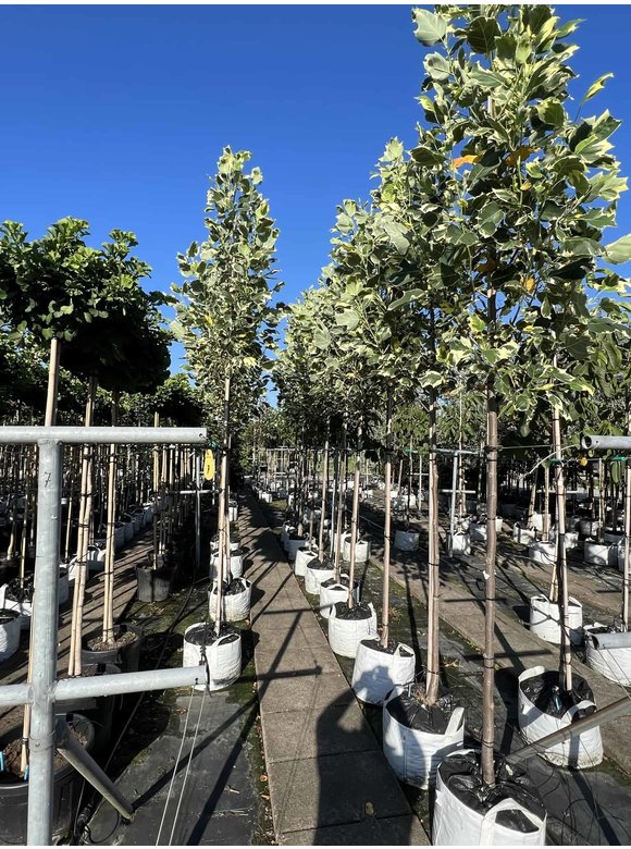 Bunter Tulpenbaum 'Snowbird' | Liriodendron tulipifera 'Snowbird' Bunter Tulpenbaum 'Snowbird' | Liriodendron tulipifera 'Snowbird'