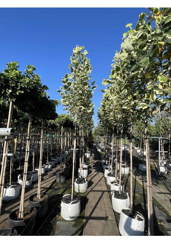 Bunter Tulpenbaum 'Snowbird' | Liriodendron tulipifera 'Snowbird'