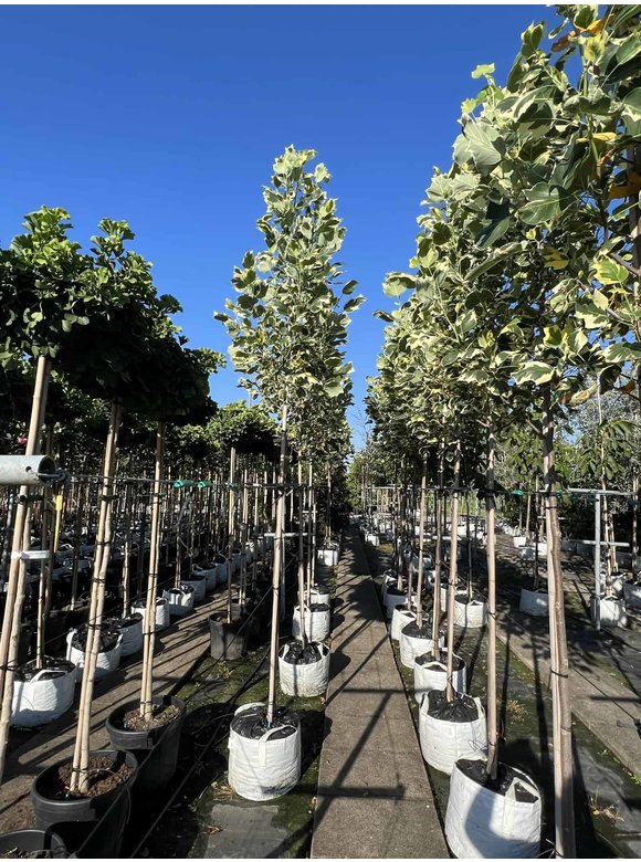 Bunter Tulpenbaum 'Snowbird' | Liriodendron tulipifera 'Snowbird' Bunter Tulpenbaum 'Snowbird' | Liriodendron tulipifera 'Snowbird'